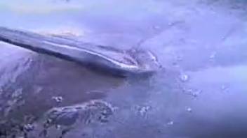 Kinky guy manually stimulating the dolphin's vagina
