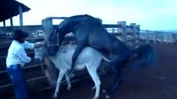 Stud horse bangs female donkey as aroused guy stands by and observes