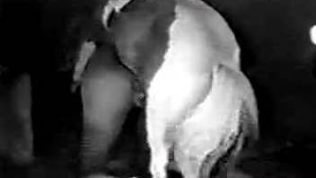 Retro zoophile fuck scene with a big-dicked horse