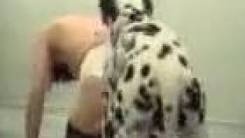 Dalmatian showing its cunnilingus prowess in a free vid