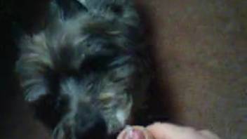 Guy lets his pet lick his cock as he jerks off