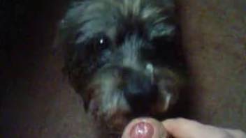 Aroused guy lets his dog approach to suck his manhood.