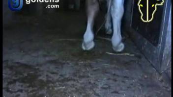Stallion thrusts into bare homosexual male in savage fashions