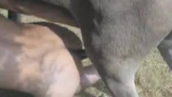 Dude's butthole getting banged by a sexy animal