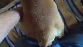Man humps dog in POV scenes until jizzing his fur