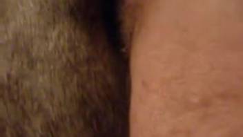 Guy roughly penetrates swine anally for filthy bestiality fetish