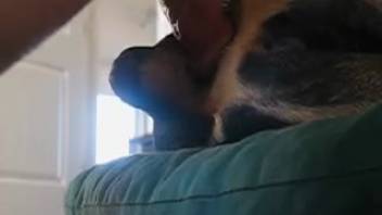 Intense hardcore scenes of homemade bestiality