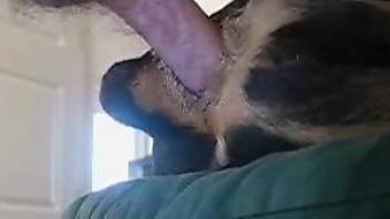 Dog gets a huge cock in the ass during home zoo porn