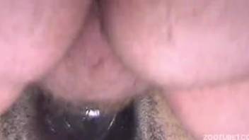 Guy thrusts into mare's vagina and experiences an intense climax