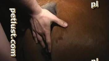 Gay lad loves deep fucking the horse in the ass and pussy
