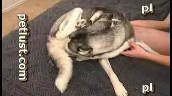 Guy pounding a canine's snug orifice with his enormous dick