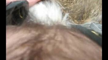 Dude films himself while intensely pounding the hairy rear end of a goat