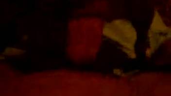 Midnight homemade bestiality in twisted amateur porn scenes