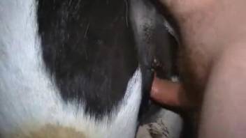 Man deep fucks cow and enjoys the warmth of its pussy