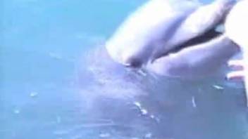 Dolphin's orifice being fisted in a bestiality zoo film