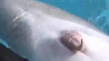 Dolphin cock pleasured by a very skilled zoophile