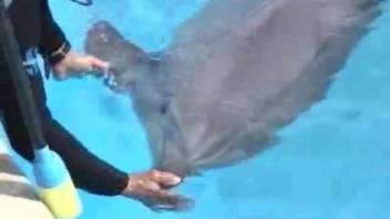 Expert zoophile delighting a dolphin's penis