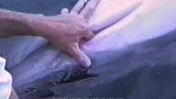 Guy stimulating a hot dolphin's tasty vagina