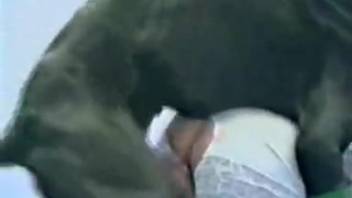 Buff canine screwing a dark-haired beauty's stunning cunt