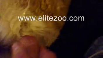 Aroused guy masturbates while fantasizing about screwing his dog