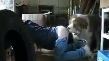 Saint Bernard dog bangs his owner and pounds his rear end fiercely