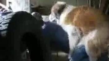 Furry mutt humps his master in the ass until the last drop