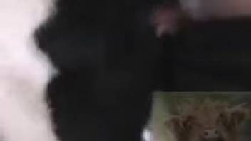 Man's rigid dick conquering a snug beastly orifice