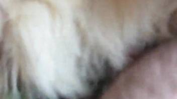 Guy thrusts his cock into a female dog's hairy pussy and relishes intense fucking