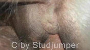Horny amateur man aims to deep fuck the horse and cum in it