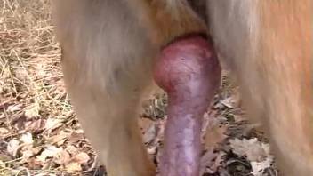 Guy is excited to flaunt his pet's impressive cock