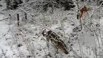 Intense oral sex in the wintry forest by a lustful guy
