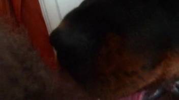 Guy with a bushy dick savors a delightful oral pleasure alongside a canine