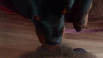 Guy with a hairy penis gets a fast oral from a dog