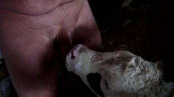 Overweight guy receiving oral attention from a highly attractive bovine in this spot.