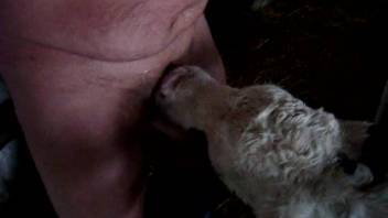 Overweight guy with a stiff dick pounding an attractive sheep