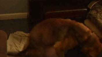 Video of a dog deeply penetrating his owner's anus on camera