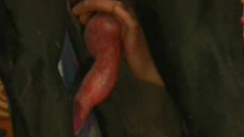 Bushy vulva animal lover is about to be screwed by a stallion