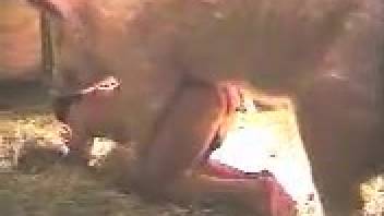 Erotic escapade with a donkey involving two nude mature moms