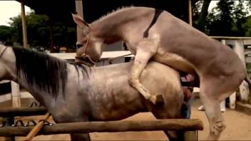 Steamy equine copulation gathering with aroused beasts