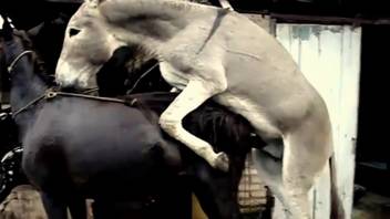 Donkey screwing a obedient ebony female horse filmed on video