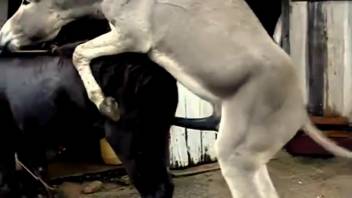Donkey screws a mare while the aroused zoophile films the entire thing