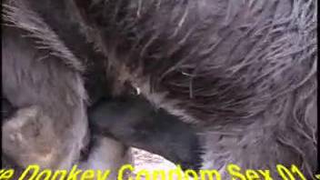 Hot donkey banging another creature on video