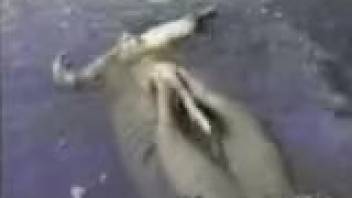 Hot seal stroking its enormous dick in front of the lens