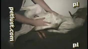 Homemade clips of intense beastly intercourse between a guy and his female dog