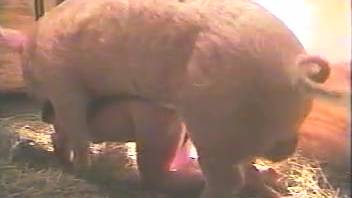 Hog and Chick XNXX