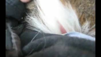 Savage canine insertion delivers the guy an unparalleled climax