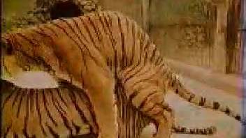 Man gets thrilled watching tigers mating at the zoo
