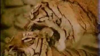 Filthy tiger bestiality erotica with raunchy action scenes