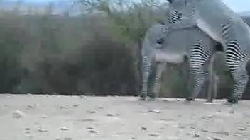 Intense safari sex between Zebras makes zoo porn lover truly intrigued