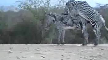 Passionate zebra mating on a safari captivates a genuine zoo porn enthusiast
